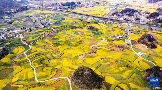 貴州六枝：油菜花開春意濃